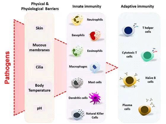Tools to study adaptive and innate immune response - Enzo Life Sciences