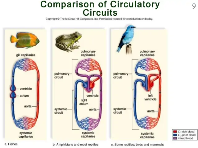 Vertebrates Have A What Circulatory System