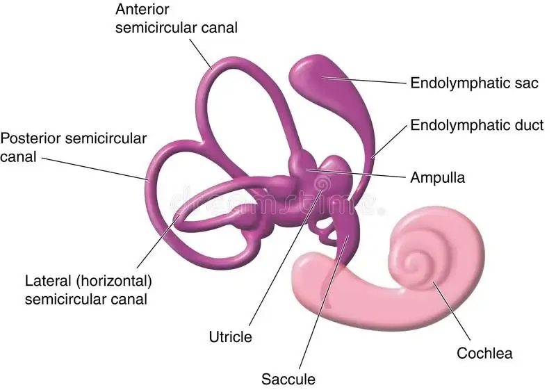 Vestibular apparatus of the ear. The semicircular canals, vestibule and  cochlea #Sponsored , #PAID, #ear, #semicircular, #… | Stock photography  free, Human ear, Ear