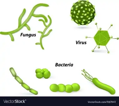 Virus bacteria Royalty Free Vector Image - VectorStock