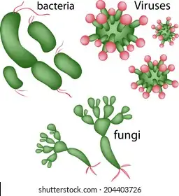 Viruses Fungi Bacteria High Res Stock Images | Shutterstock