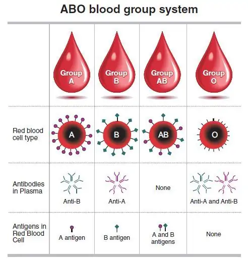 Weekender] What blood types are really about