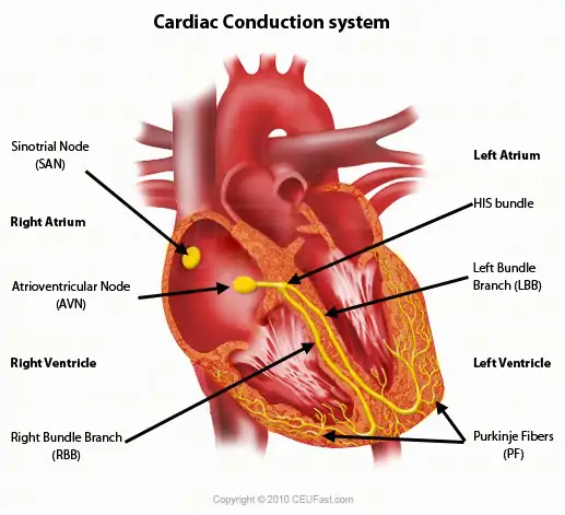 Where in the heart is the sinoatrial node located? | Socratic