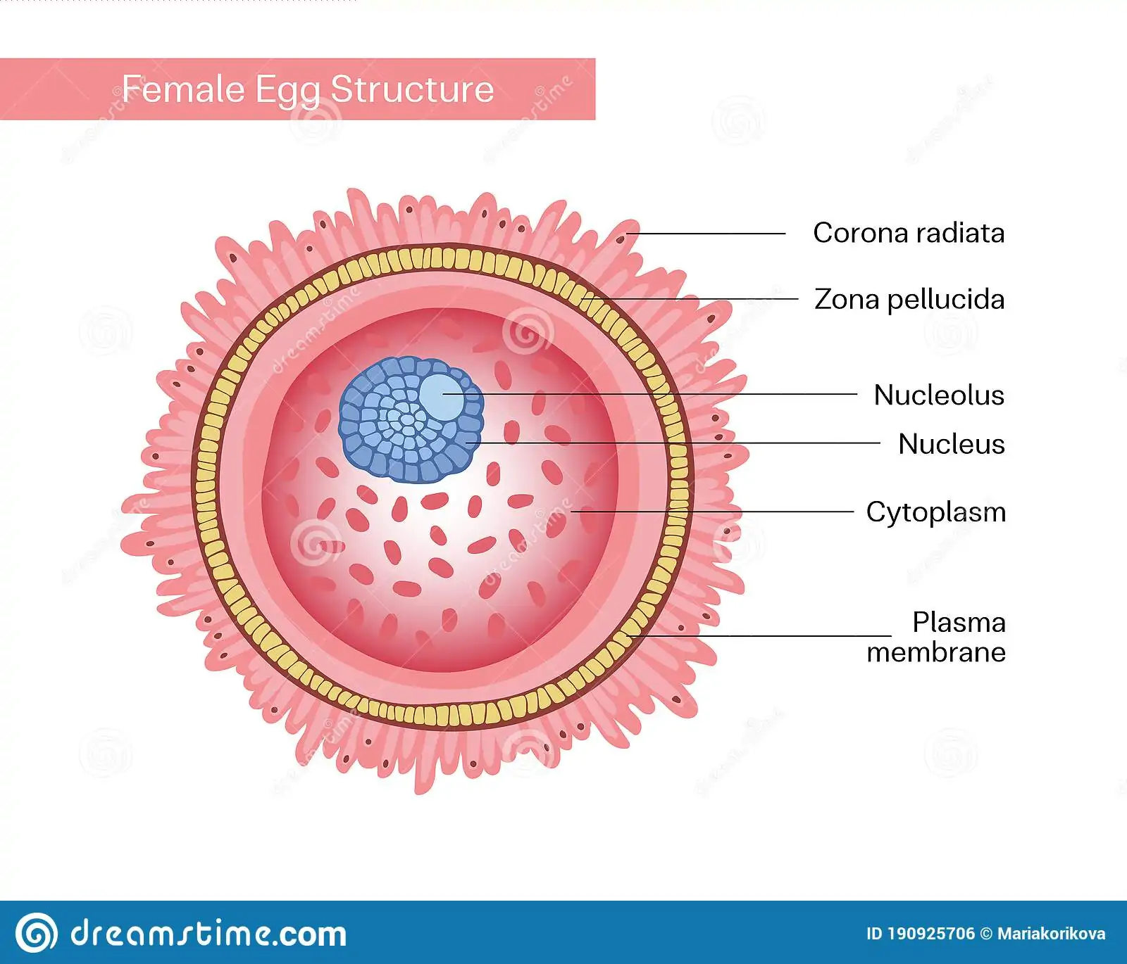 Female Egg Cell. Gamete Structure.Vector Illustration Isolated On White  Background For Education, Schools, University And Clinics. Stock Vector -  Illustration of concept, background: 190925706