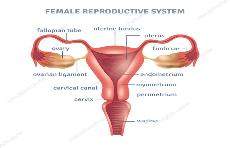 Female reproductive system, illustration - Stock Image - F020/0722 -  Science Photo Library