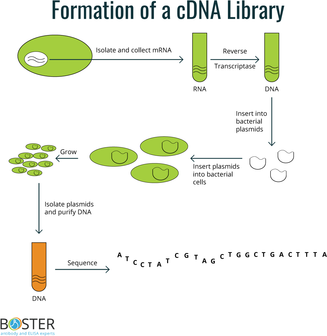 Image result for cdna libraries