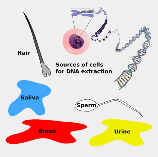 Image result for dna evidence clipart