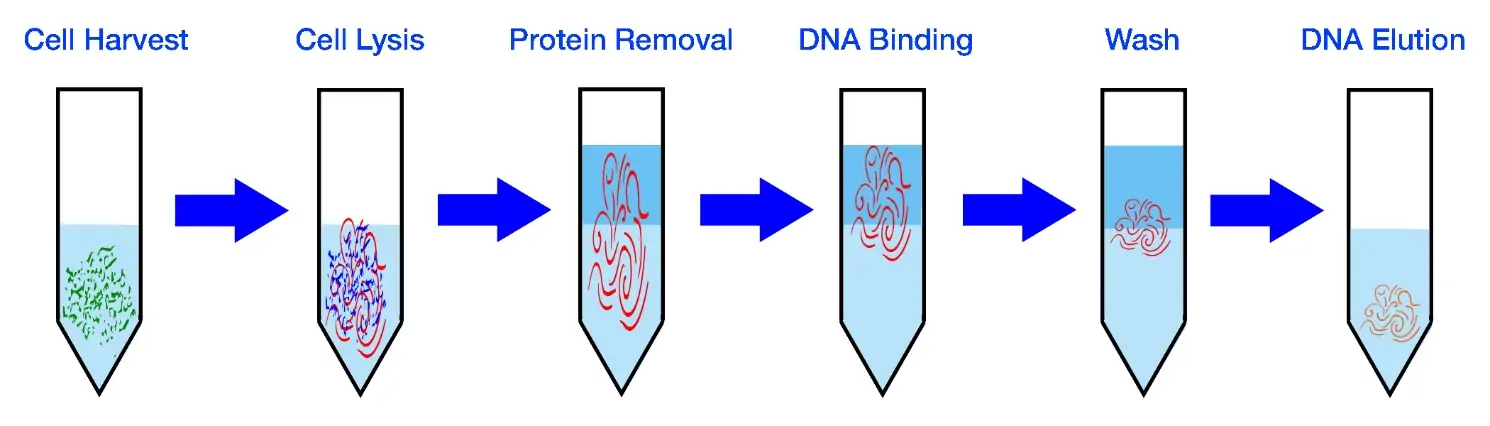 Image result for dna extraction