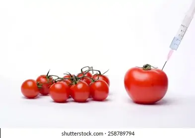 Image result for gm tomato