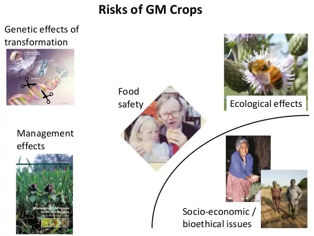 Image result for gmo environment problems