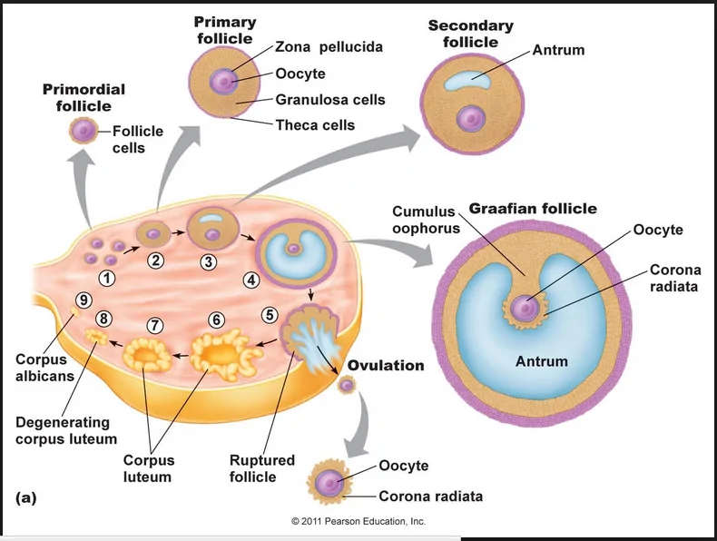 Image result for ovarian cycle | Ovaries, Human anatomy female, Nursing  notes