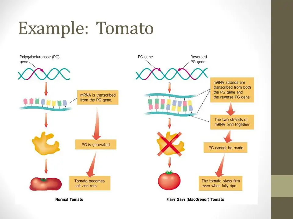 Image result for reverse PG gene in tomato