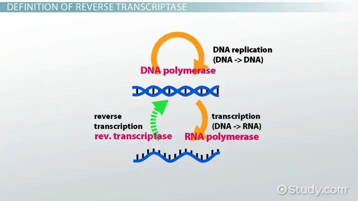 Image result for reverse transcriptase