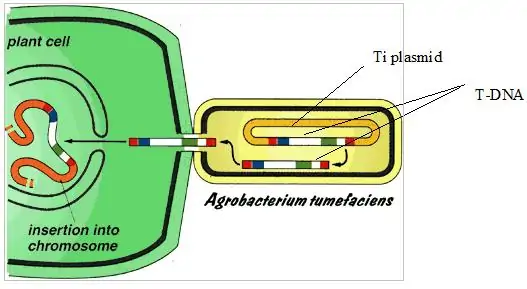 Image result for TDNA agrobacterium