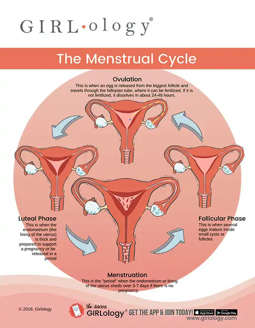 Menstrual Cycle Phases | Tampax®